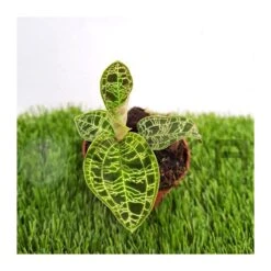 Orquídea Macodes Petola -Semillas De Plantas orquidea macodes petola 2