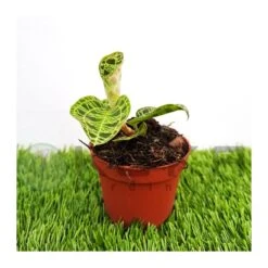 Orquídea Macodes Petola -Semillas De Plantas orquidea macodes petola 3