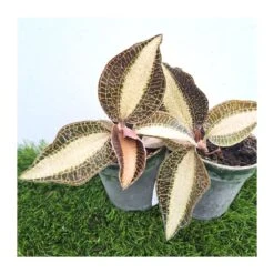 Orquídea Macodes Petola -Semillas De Plantas orquidea macodes petola 4