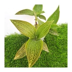 Orquídea Macodes Petola -Semillas De Plantas orquidea macodes petola 5