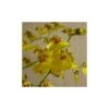 Orquídea Oncidium Münsterland -Semillas De Plantas orquidea oncidium muensterland