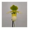 Orquídea Paphiopedilum Pinocchio -Semillas De Plantas orquidea paphiopedilum pinocchio