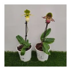 Orquídea Paphiopedilum Pinocchio -Semillas De Plantas orquidea paphiopedilum pinocchio 2