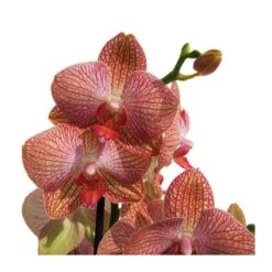 Orquidea Phalaenopsis -Semillas De Plantas orquidea phalaenopsis 2