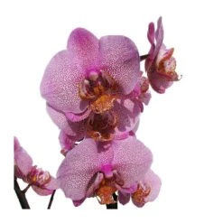 Orquidea Phalaenopsis