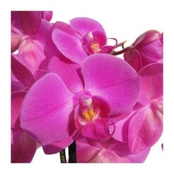 Orquidea Phalaenopsis -Semillas De Plantas orquidea phalaenopsis 4