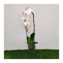 Orquídea Phalaenopsis Blanca Cascada Sin Flor COMPRA 2 Y PAGA 1