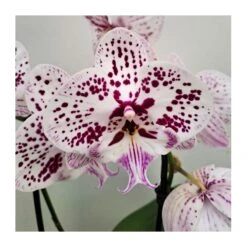 Orquídea Phalaenopsis Cascada Sin Flor COMPRA 2 Y PAGA 1 -Semillas De Plantas orquidea phalaenopsis blanca espiral 4