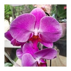 Orquídea Phalaenopsis Cascada Sin Flor COMPRA 2 Y PAGA 1 -Semillas De Plantas orquidea phalaenopsis blanca espiral 5