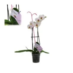 Orquídea Phalaenopsis+ Tutor+ Tarjeta Con Mensaje. -Semillas De Plantas orquidea phalaenopsis dos varas tutor tarjeta con mensaje 1