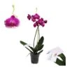 Orquídea Phalaenopsis+ Tutor+ Tarjeta Con Mensaje. -Semillas De Plantas orquidea phalaenopsis dos varas tutor tarjeta con mensaje