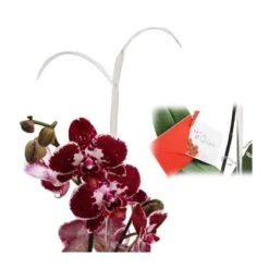 Orquídea Phalaenopsis+ Tutor+ Tarjeta Con Mensaje. -Semillas De Plantas orquidea phalaenopsis dos varas tutor tarjeta con mensaje 2