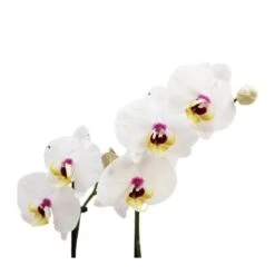 Orquídea Phalaenopsis+ Tutor+ Tarjeta Con Mensaje. -Semillas De Plantas orquidea phalaenopsis dos varas tutor tarjeta con mensaje 3