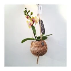 Orquidea Phalaenopsis Mini Kokedama Sin Flor COMPRA 2 Y PAGA 1 -Semillas De Plantas orquidea phalaenopsis mini kokedama 2