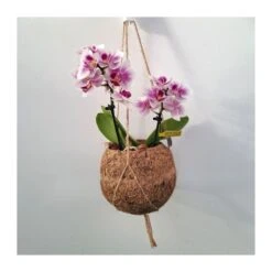 Orquidea Phalaenopsis Mini Kokedama Sin Flor COMPRA 2 Y PAGA 1 -Semillas De Plantas orquidea phalaenopsis mini kokedama 4