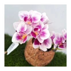 Orquidea Phalaenopsis Mini Kokedama Sin Flor COMPRA 2 Y PAGA 1 -Semillas De Plantas orquidea phalaenopsis mini kokedama 5