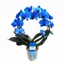 Orquídea Phalaenopsis Royal Blue -Semillas De Plantas orquidea phalaenopsis royal blue 2