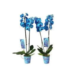 Orquídea Phalaenopsis Royal Blue -Semillas De Plantas orquidea phalaenopsis royal blue 3