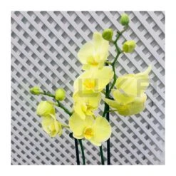 Orquidea Phalaenopsis Royal Yellow -Semillas De Plantas orquidea phalaenopsis royal orange 1