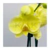 Orquidea Phalaenopsis Royal Yellow -Semillas De Plantas orquidea phalaenopsis royal orange