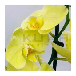 Orquidea Phalaenopsis Royal Yellow -Semillas De Plantas orquidea phalaenopsis royal orange 2