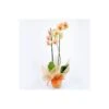 Orquidea Phalaenopsis Royal Orange -Semillas De Plantas orquidea phalaenopsis royal orange 4