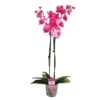 Orquidea Phalaenopsis Royal Pink -Semillas De Plantas orquidea phalaenopsis royal pink