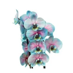 Orquídea Phalaenopsis Wond Of Nature -Semillas De Plantas orquidea phalaenopsis wond of nature 2