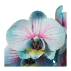 Orquídea Phalaenopsis Wond Of Nature -Semillas De Plantas orquidea phalaenopsis wond of nature 3