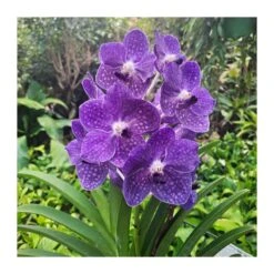 Orquidea Vanda Sin Flor -Semillas De Plantas orquidea vanda sin flor 1