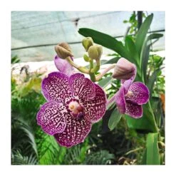 Orquidea Vanda Sin Flor -Semillas De Plantas orquidea vanda sin flor 2