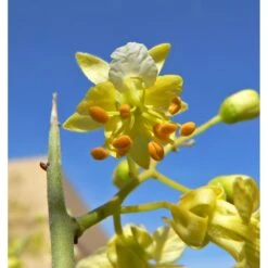 Parkinsonia Mycrophylla EJEMPLAR -Semillas De Plantas parkinsonia mycrophylla ejemplar 2
