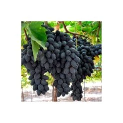 Parra Autumn Royal -Semillas De Plantas parra autumn royal 2