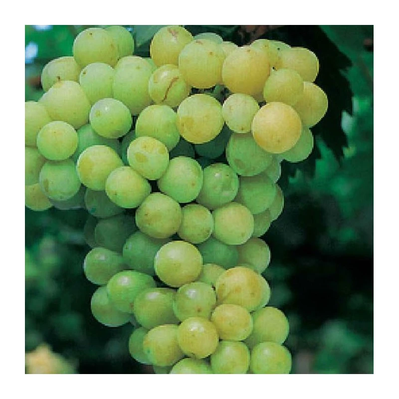 Parra Moscatel Alejandria 3 Parra Moscatel Alejandria