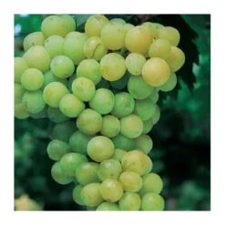 Parra Moscatel Italia