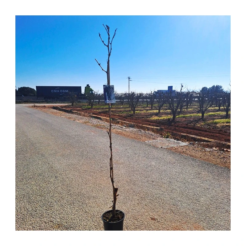 Parra Paglieri 4 Parra Paglieri - Imagen 2