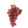 Parra Red Globe -Semillas De Plantas parra red globe vitis vinifera