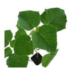 Paulownia Cotevisa 2 7 Paulownia Cotevisa 2 -Semillas De Plantas paulownia cotevisa 2 1