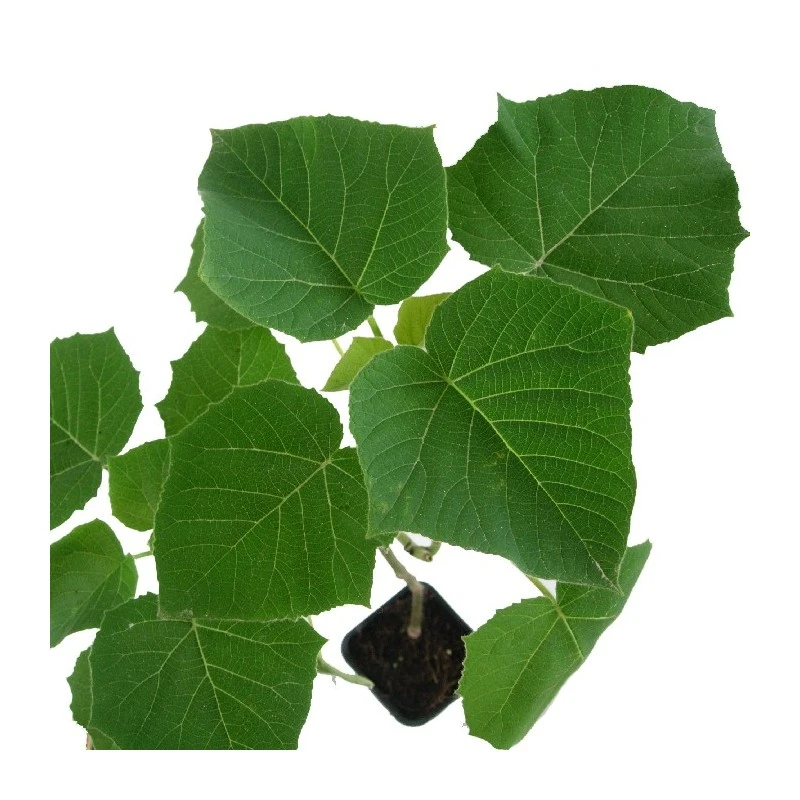 Paulownia Cotevisa 2 4 Paulownia Cotevisa 2 - Imagen 2