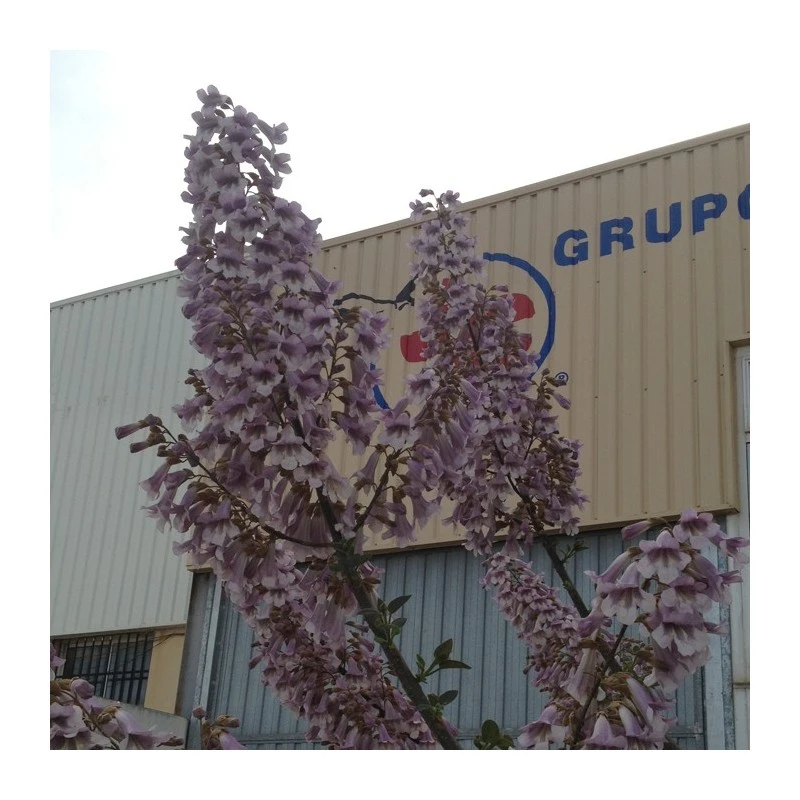 Paulownia Cotevisa 2 5 Paulownia Cotevisa 2 - Imagen 3