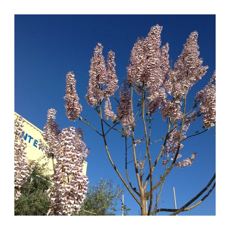 Paulownia Cotevisa 2 6 Paulownia Cotevisa 2 - Imagen 4