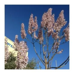 Paulownia Imperialis Tomentosa -Semillas De Plantas paulownia imperialis tomentosa 2