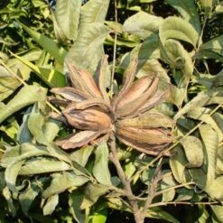 Pecano -Semillas De Plantas pecano 2