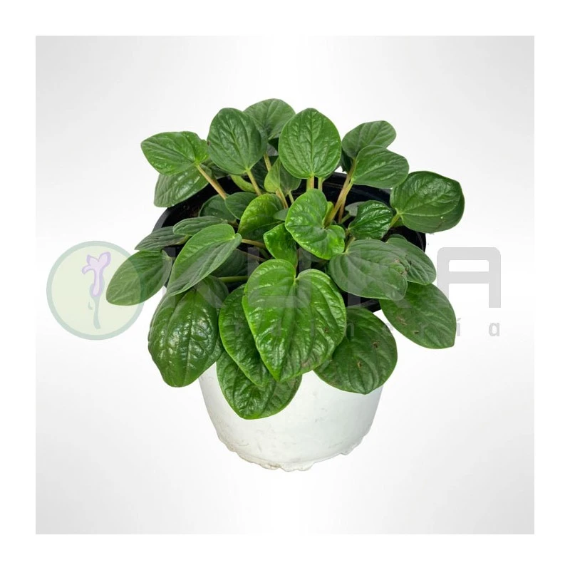 Peperomia Albiflora Rana Verde 4 Peperomia Albiflora Rana Verde - Imagen 2