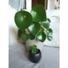 Peperomia Polybotrya Raindrio