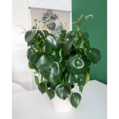 Peperomia Polybotrya Raindrio -Semillas De Plantas peperomia polybotrya raindrio 1 2