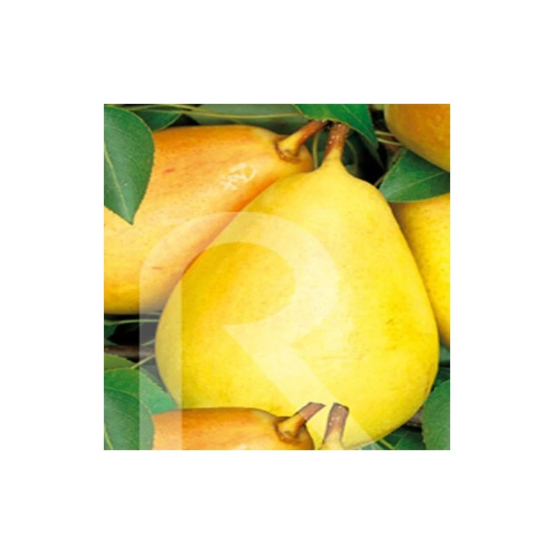 Peral Ercolina Provence 3 Peral Ercolina Provence