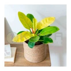 Philodendro Moonlight -Semillas De Plantas philodendro moonlight 1