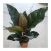 Philodendron Red Imperial 2 Philodendron Red Imperial -Semillas De Plantas philodendron red imperial