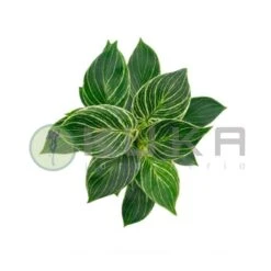 Philodendron White Wave -Semillas De Plantas philodendron white measure 1